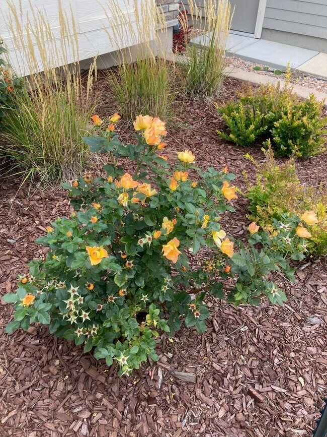 Building Photo - Ranch w/finished Basement with AC and a Gas Stove!