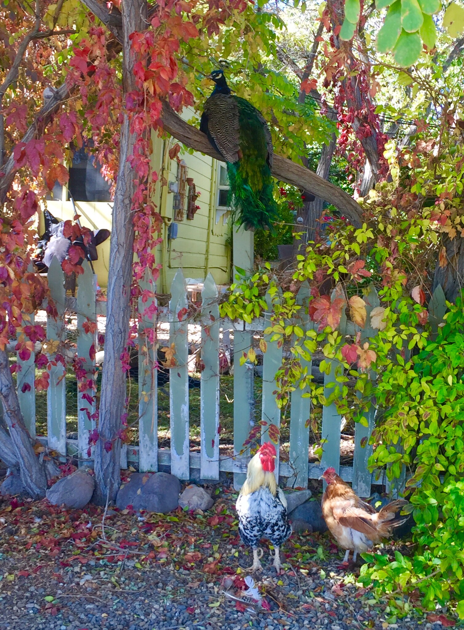 Animals on the property - 400 Main St
