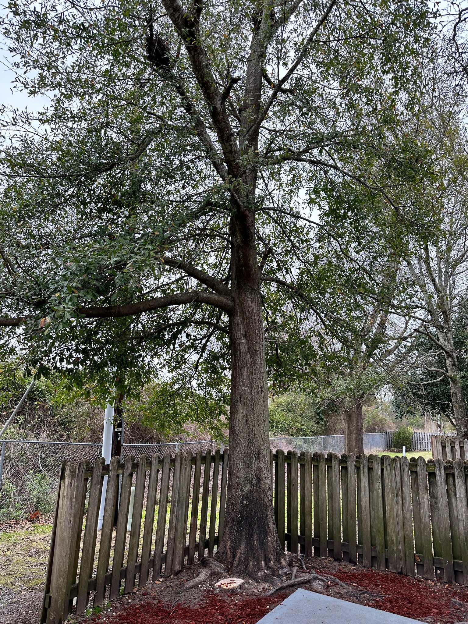 Patio - 106 Lullwater Dr