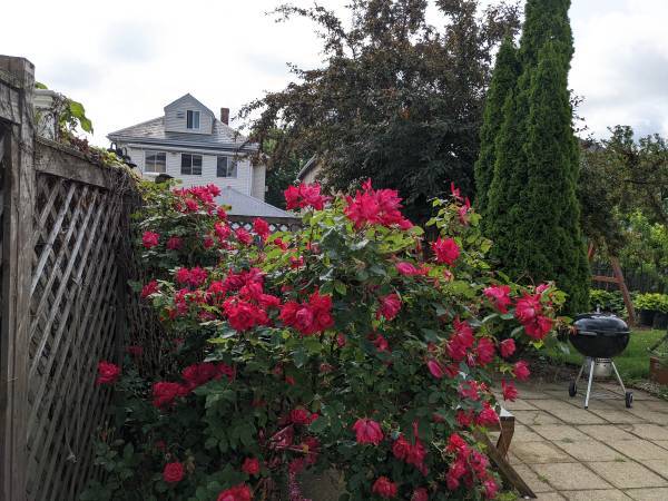 Backyard - 48 Wellington Rd