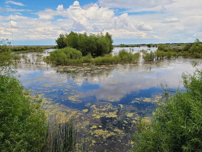 Building Photo - Stunning home with luxurious wood floor and beautiful spacious yard