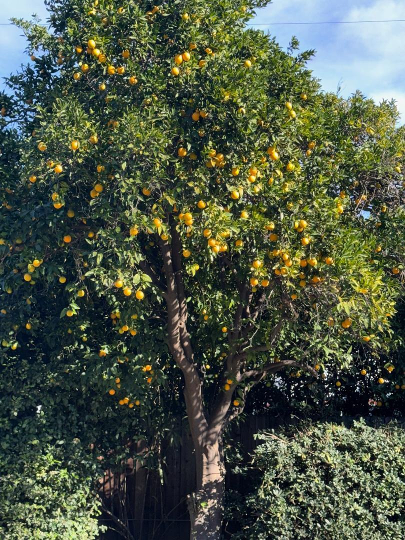 Orange tree - 4448 Carpenter Ave