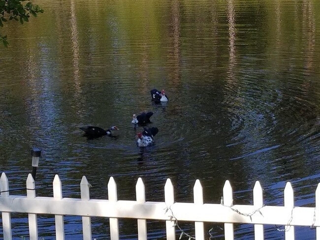 Building Photo - 237 N Hidden Tree Dr