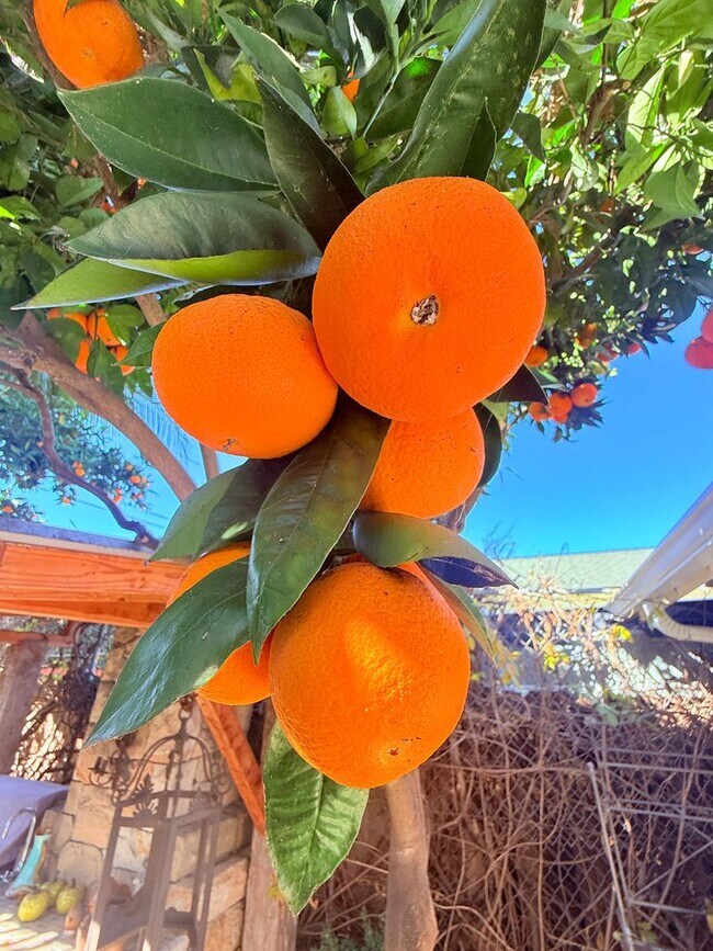 Building Photo - FULLY FURNISHED 30+ RENTAL IN SANTA BARBARA, Owner prefers 6-12 lease | Pet Friendly House