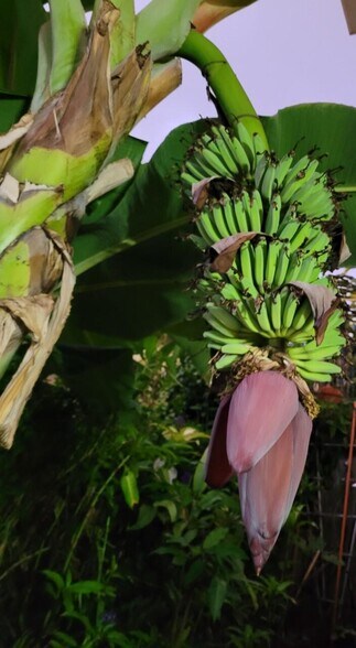 Building Photo - 2407 Saint Louis Dr