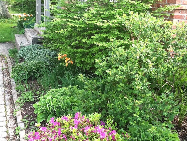 Vegetation - 306 N Blackhawk Ave