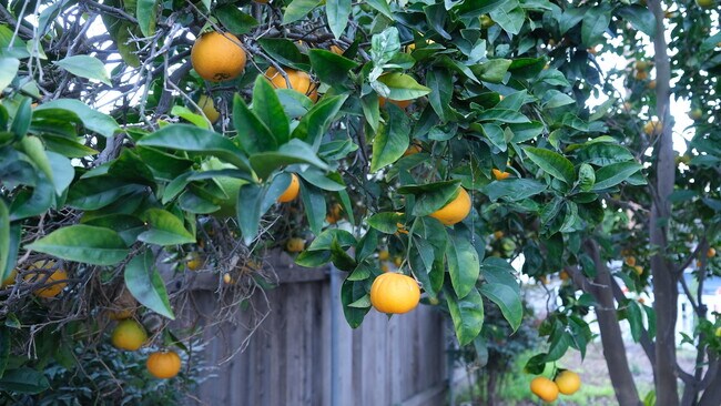 Building Photo - 509 Coronel Pl