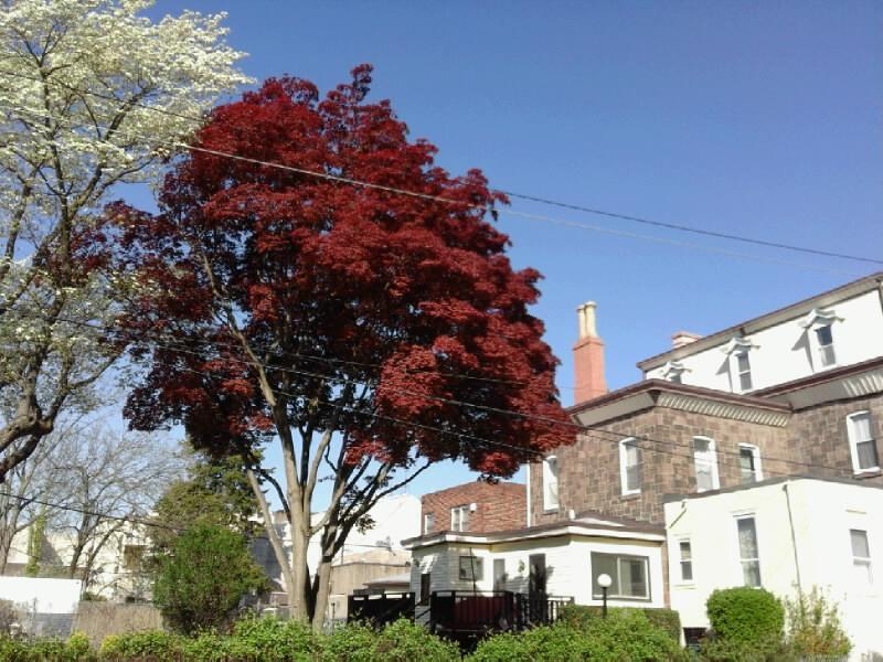 Backyard - 8139 Frankford Ave