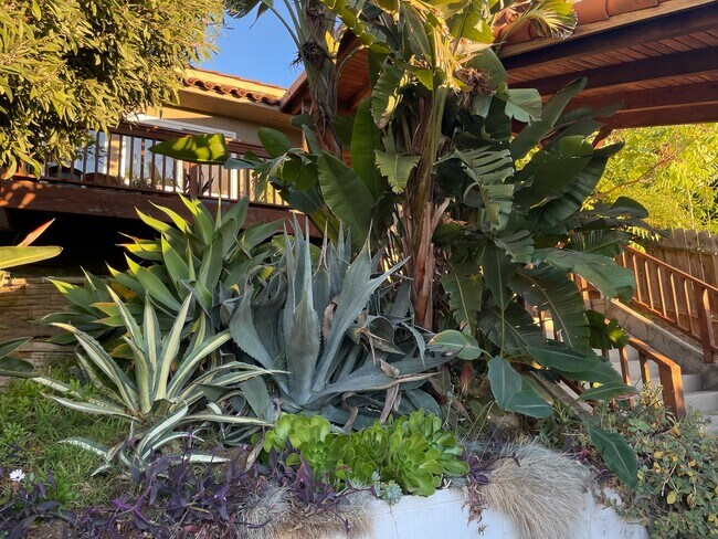 Front garden - 2408 Hidalgo Ave