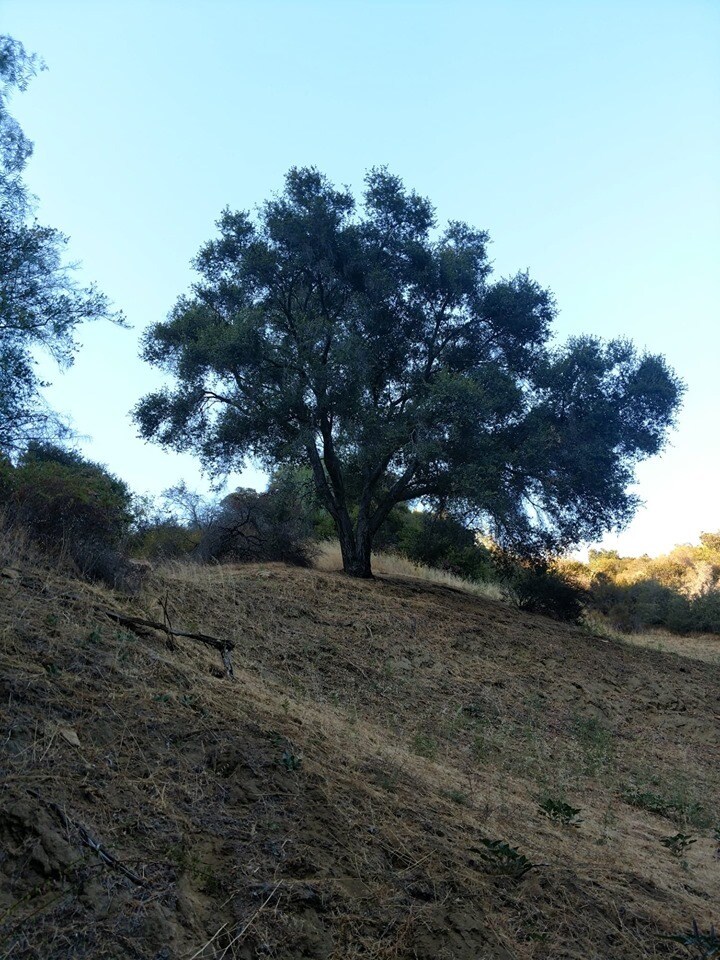 Building Photo - 932 Old Topanga Canyon Rd