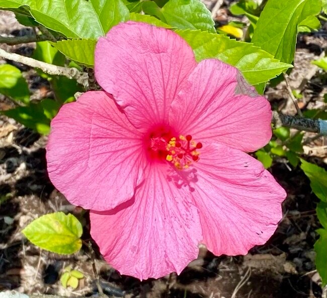 Building Photo - 206 Osprey Preserve Blvd