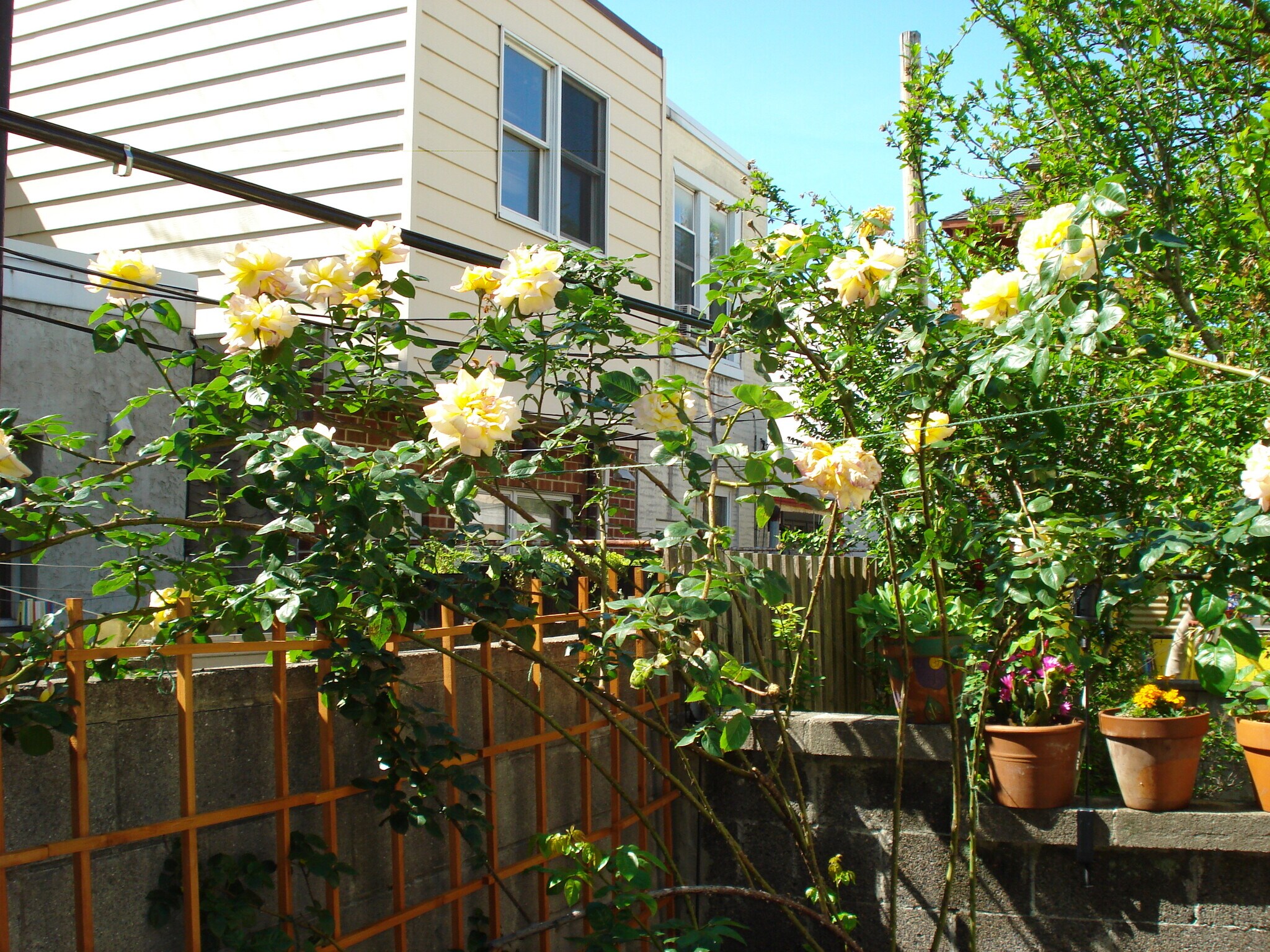 Back yard rose bush - 1518 S 13th St