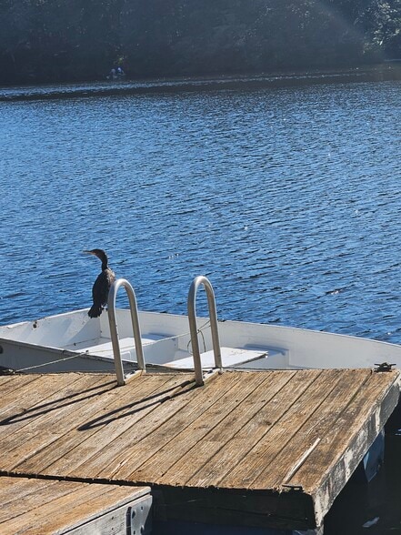 The lake's best fisherman - 66 Long Pond Rd S