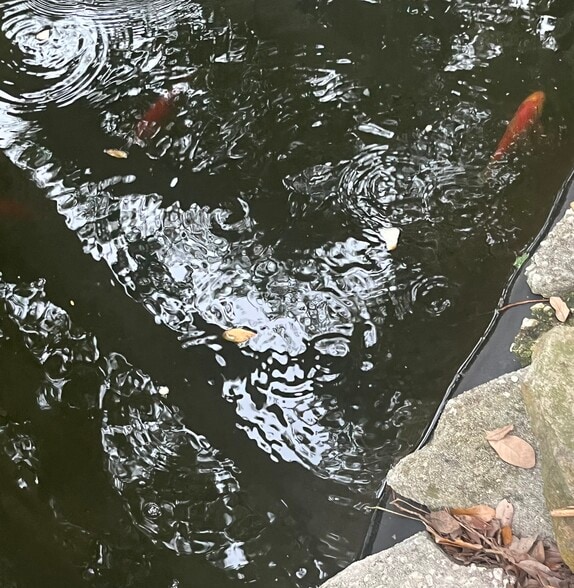 Pond with fish - 996 Mohican Blvd
