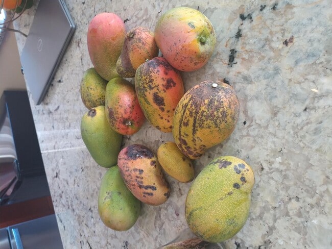 Building Photo - 4015 Banyan Trails Dr