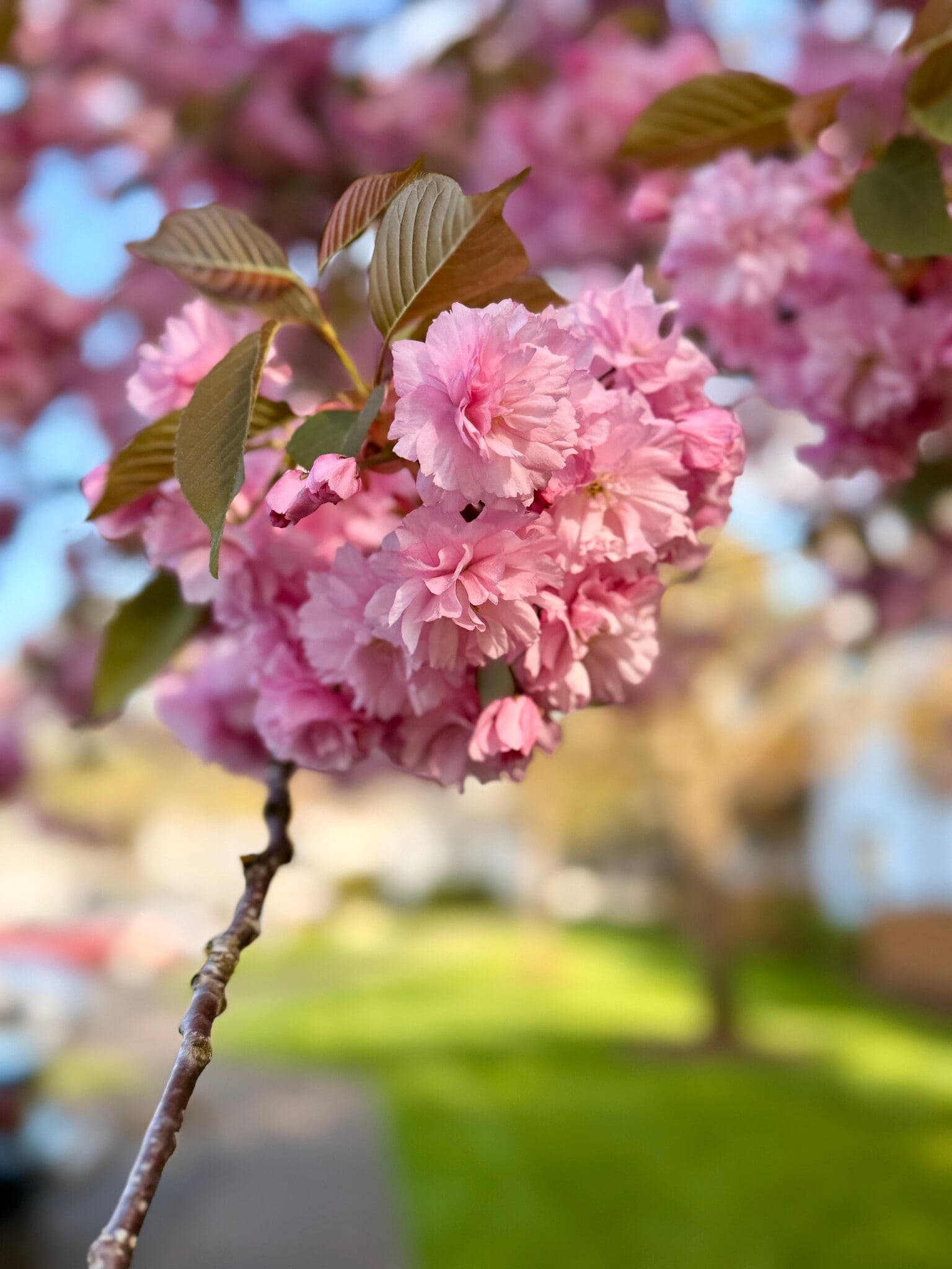 Building Photo - 10620 SW Davies Rd