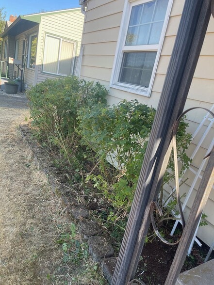 Front rose bushes - 3224 E 21st Ave