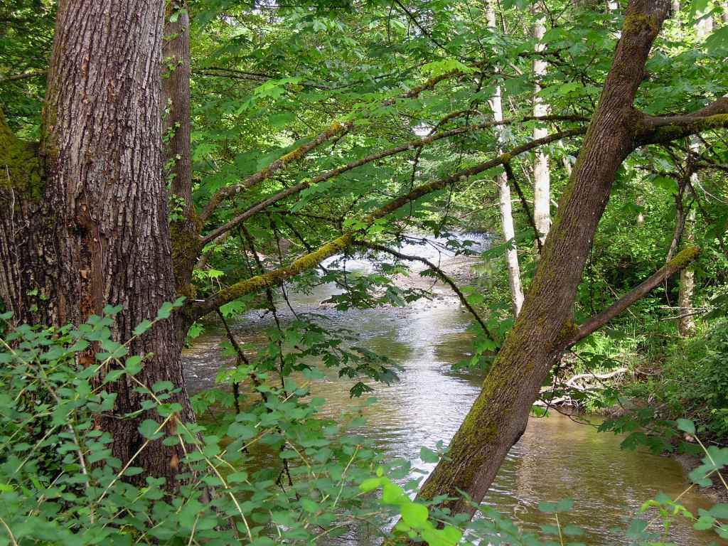 Issaquah Creek in back yard - 321 3rd Pl NW