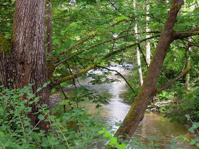 Issaquah Creek in back yard - 321 3rd Pl NW