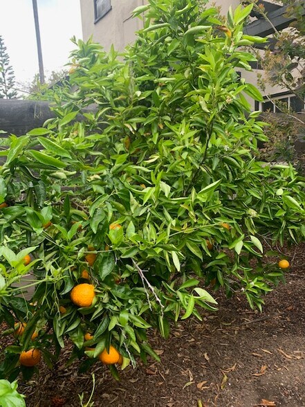 Second orange tree - 585 California St