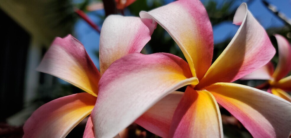 Colorful and aromatic plumerias in the yard - 68-243 Au St