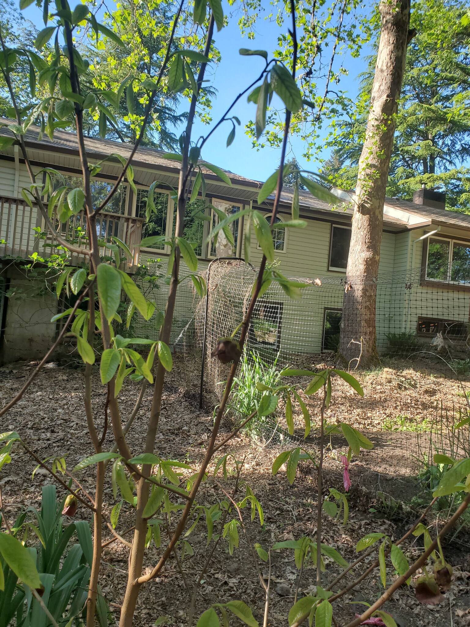 Rear of house - 920 SW Stephenson Ct