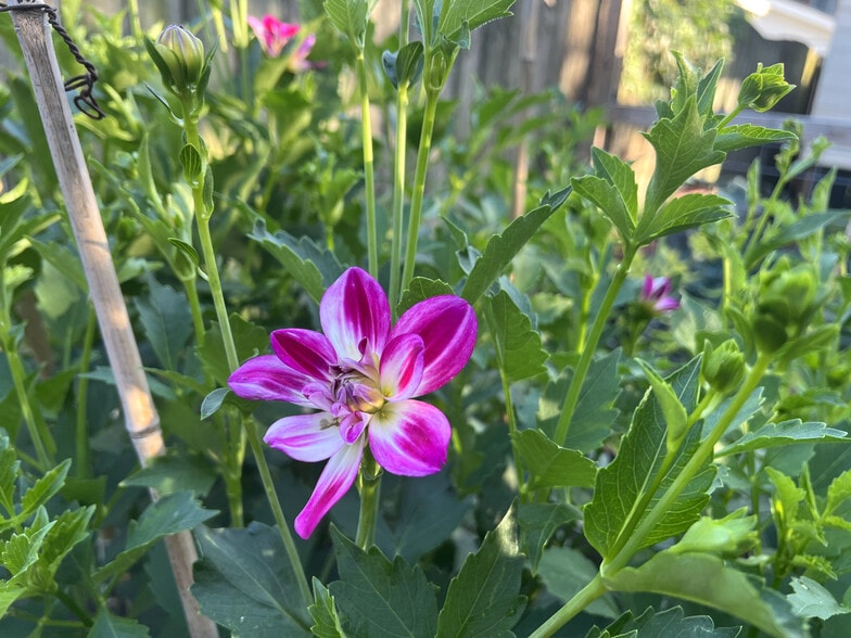 Dahlias - 3817 Lafayette Ave