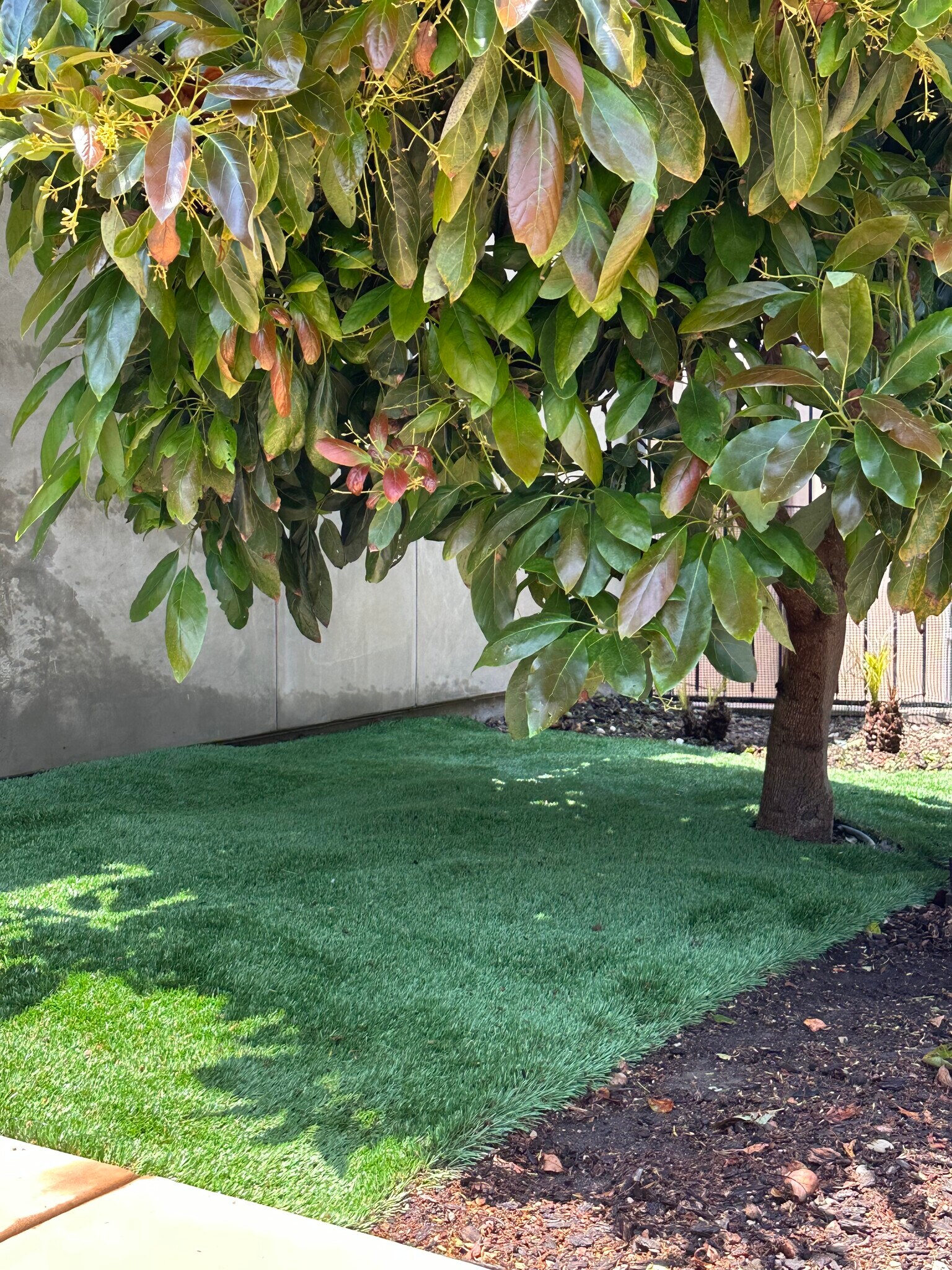 Avocado Tree in Backyard - 213 Cima de Colina