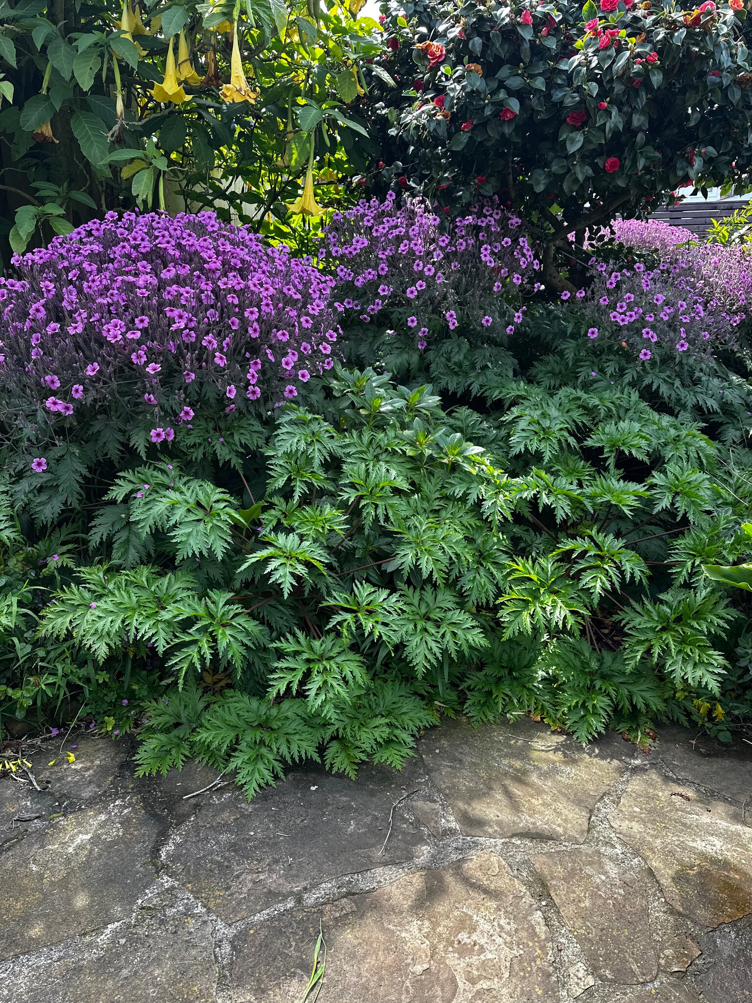 Building Photo - 19 Miramar Ave