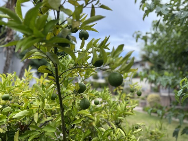 Mature fruit trees around courtyard. - 6301 Coldwater Canyon Ave