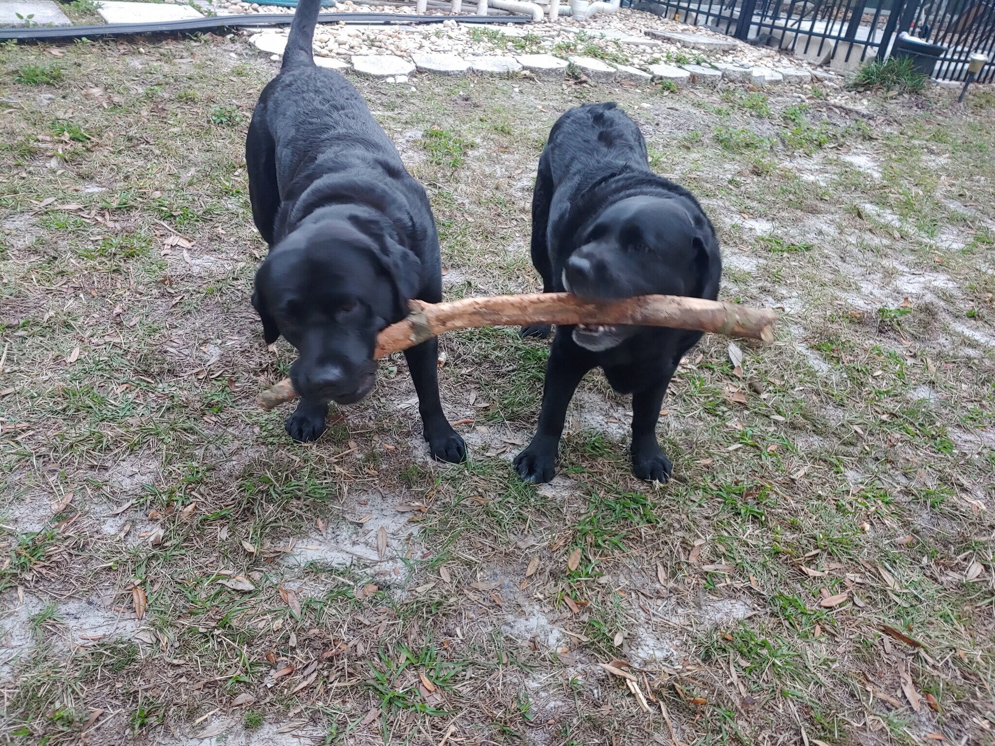 Bella and Schooner live downstairs with Owners of property - 623 Old West Central St