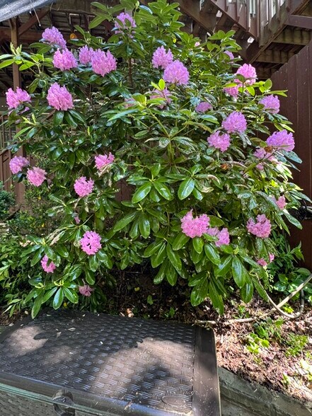 Rododendron - 7006 E Hills Way