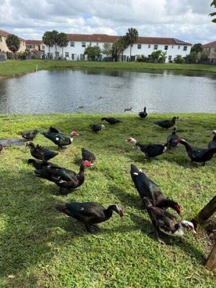 Building Photo - 4324 Maybelle Ln