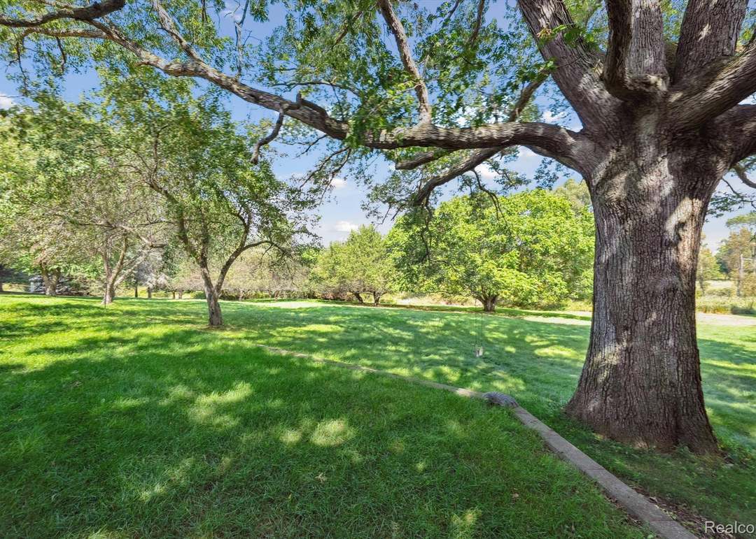 Ancient Oak, Heartnut, meadow - 4140 Indian Camp Trl