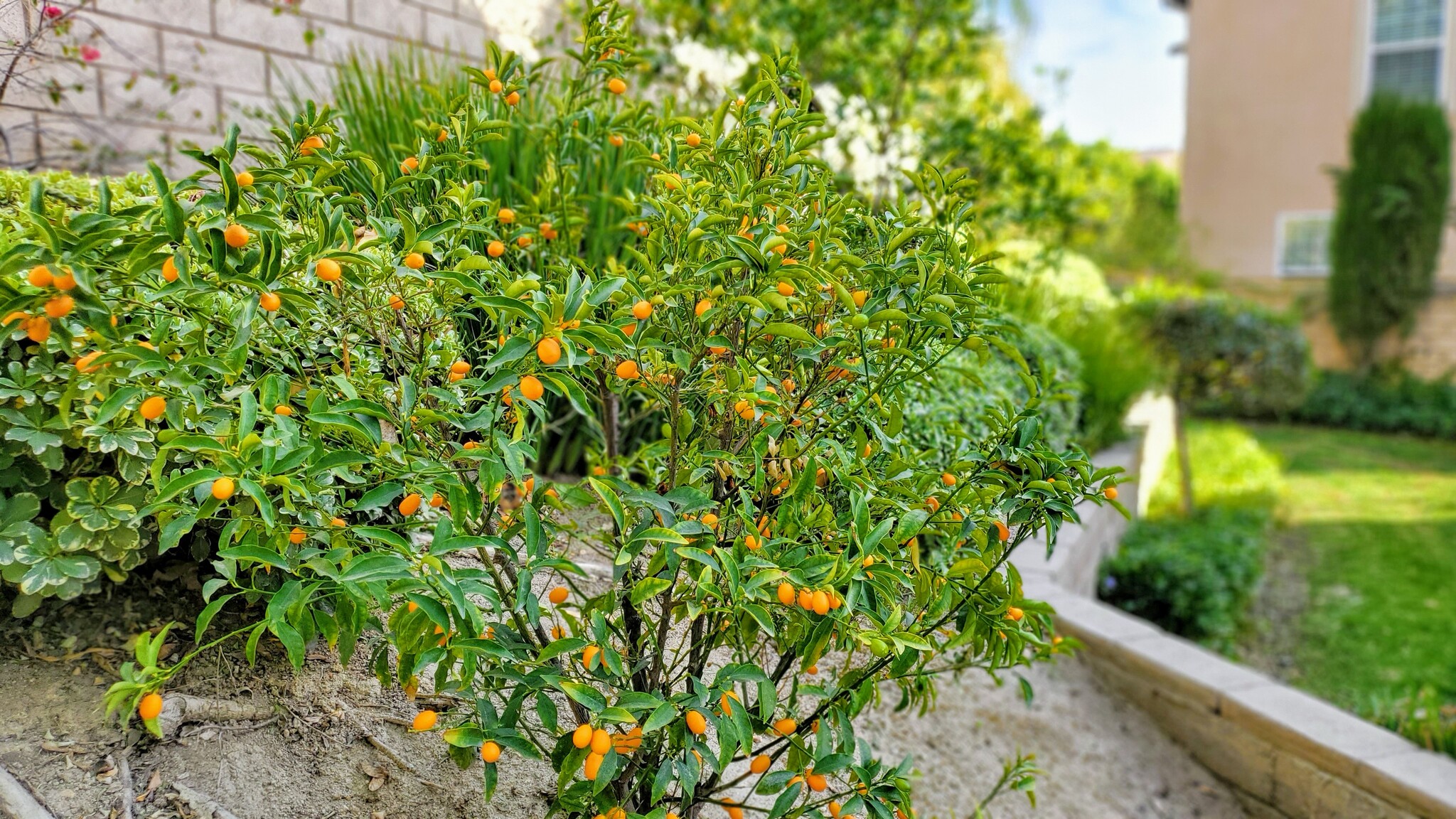 Kumquat Tree - 4317 Palazzo Ln