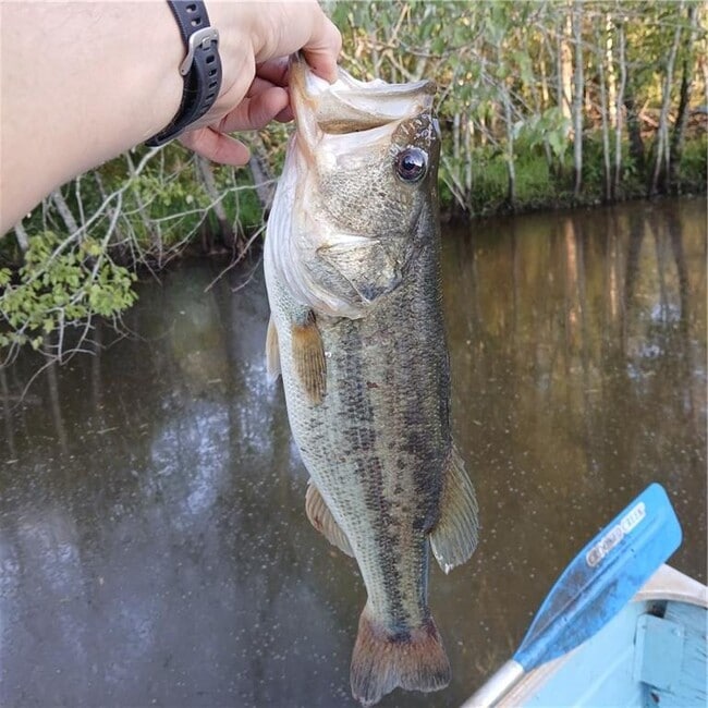 Building Photo - 241 Nacoochee Dr