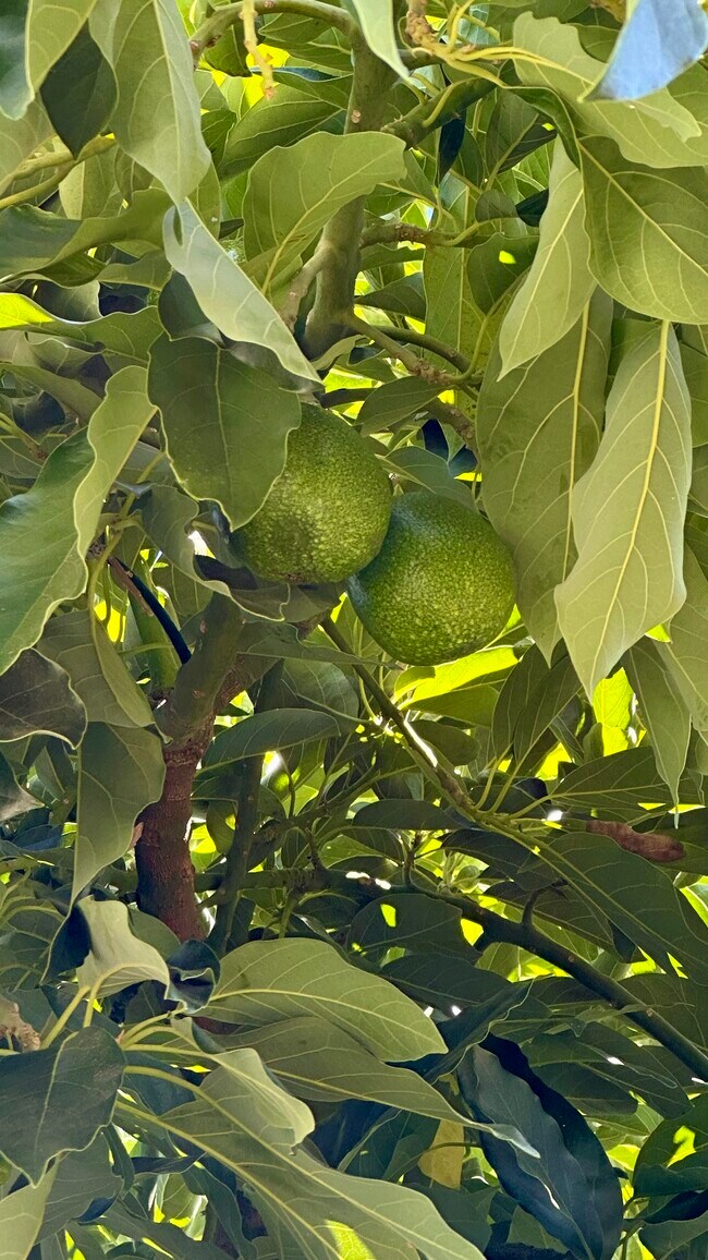 Avacados - 22544 Marlin Pl
