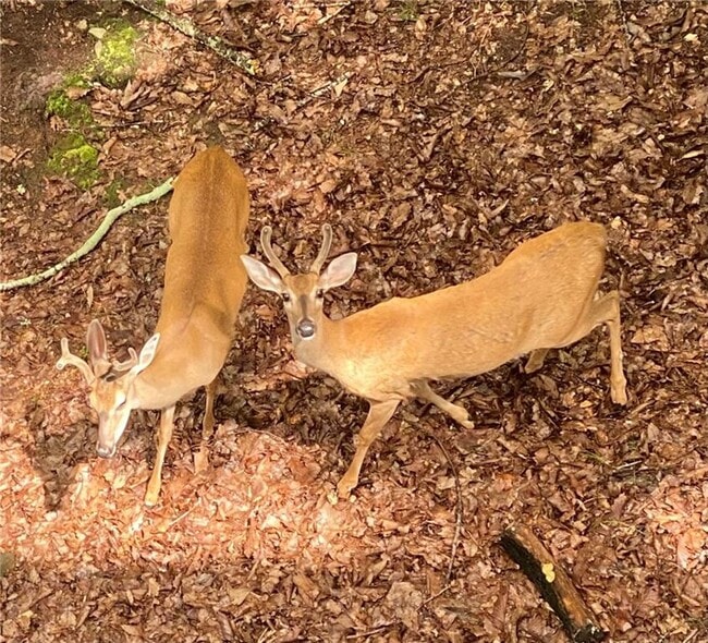 Building Photo - 121 Moose Loop