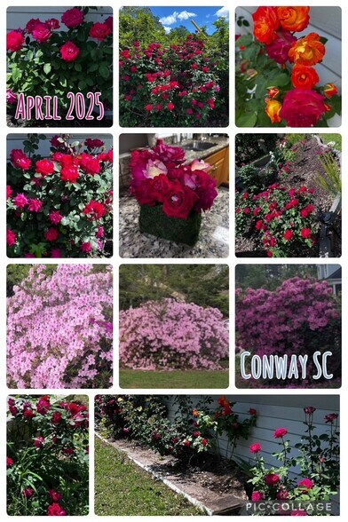 Flowers in the yard in April 2025 - 118 Wofford Rd