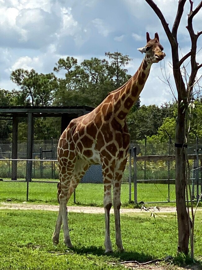 Lion Country Safari 30min - 6520 N Ocean Blvd