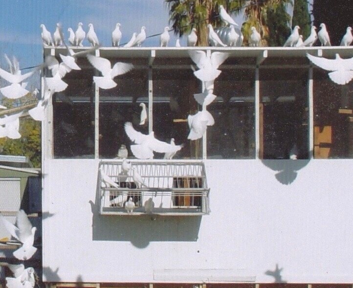 Doves in our back yard - 5430 Stacey Ave