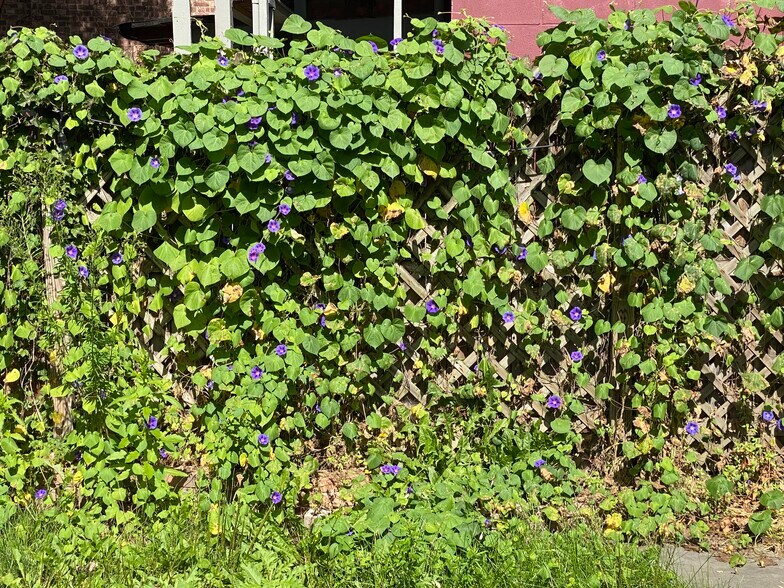 Yard - 366 Hudson Ave