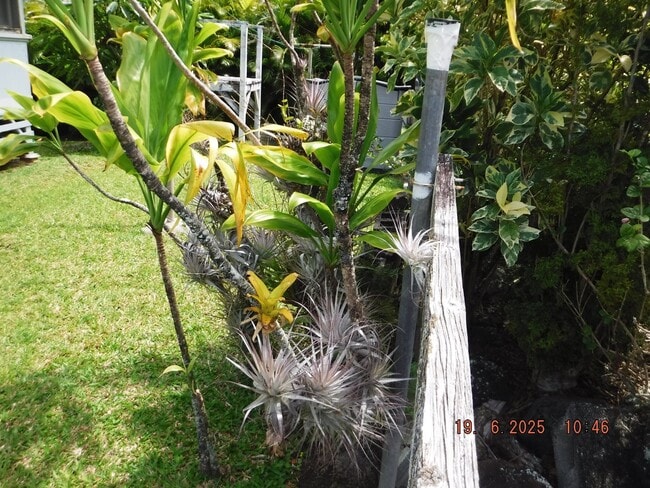 Building Photo - At Home in Manoa 2/1/1