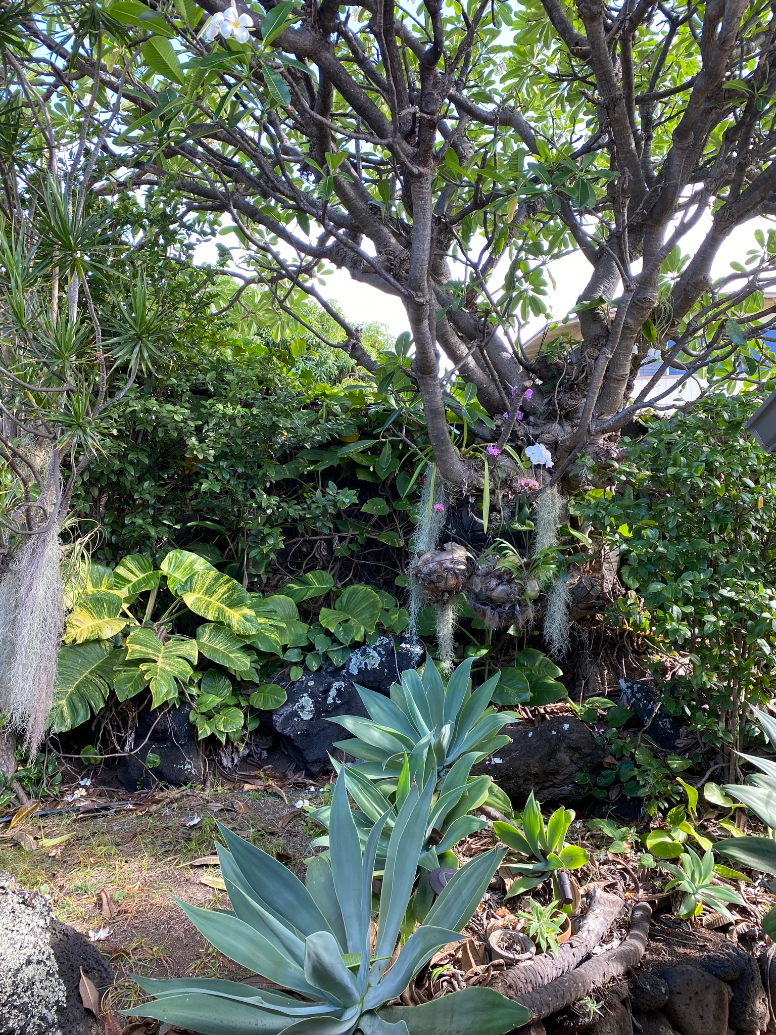Front Garden - 1970 Mott-Smith Dr