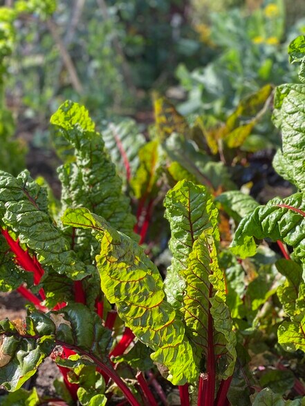 Building Photo - 6508 Dana St