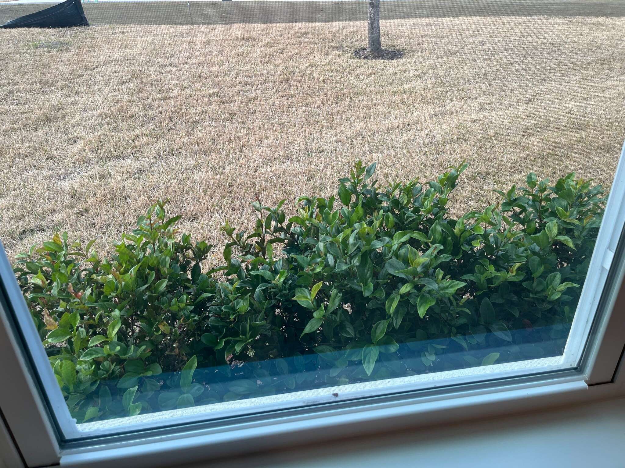 Building Photo - 801 Lemon Ave