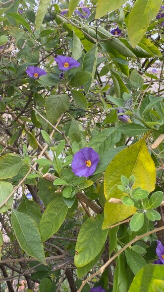 Building Photo - 27905 Crown Court Cir