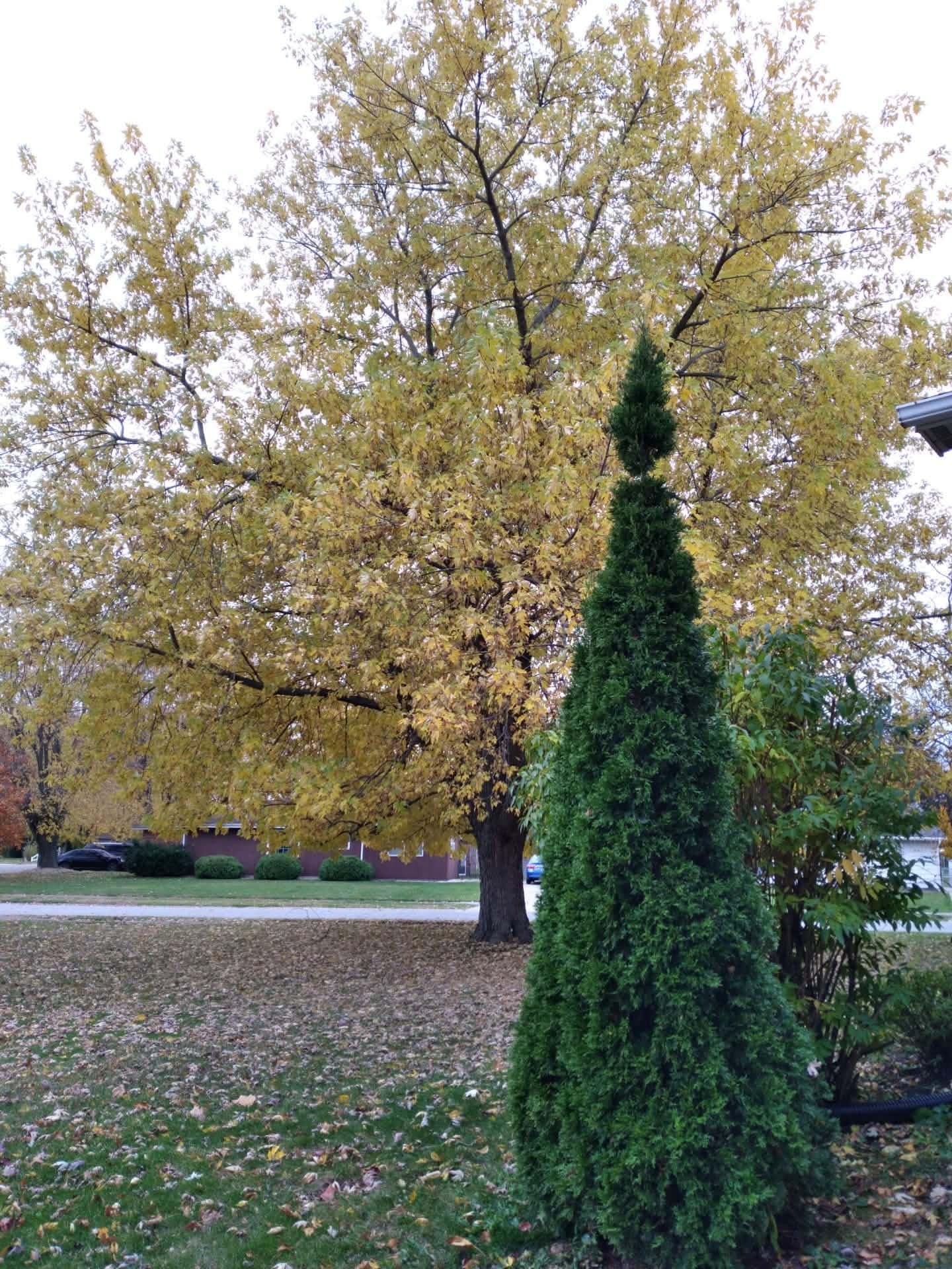 view of street from door - 1545 Bristol Ln