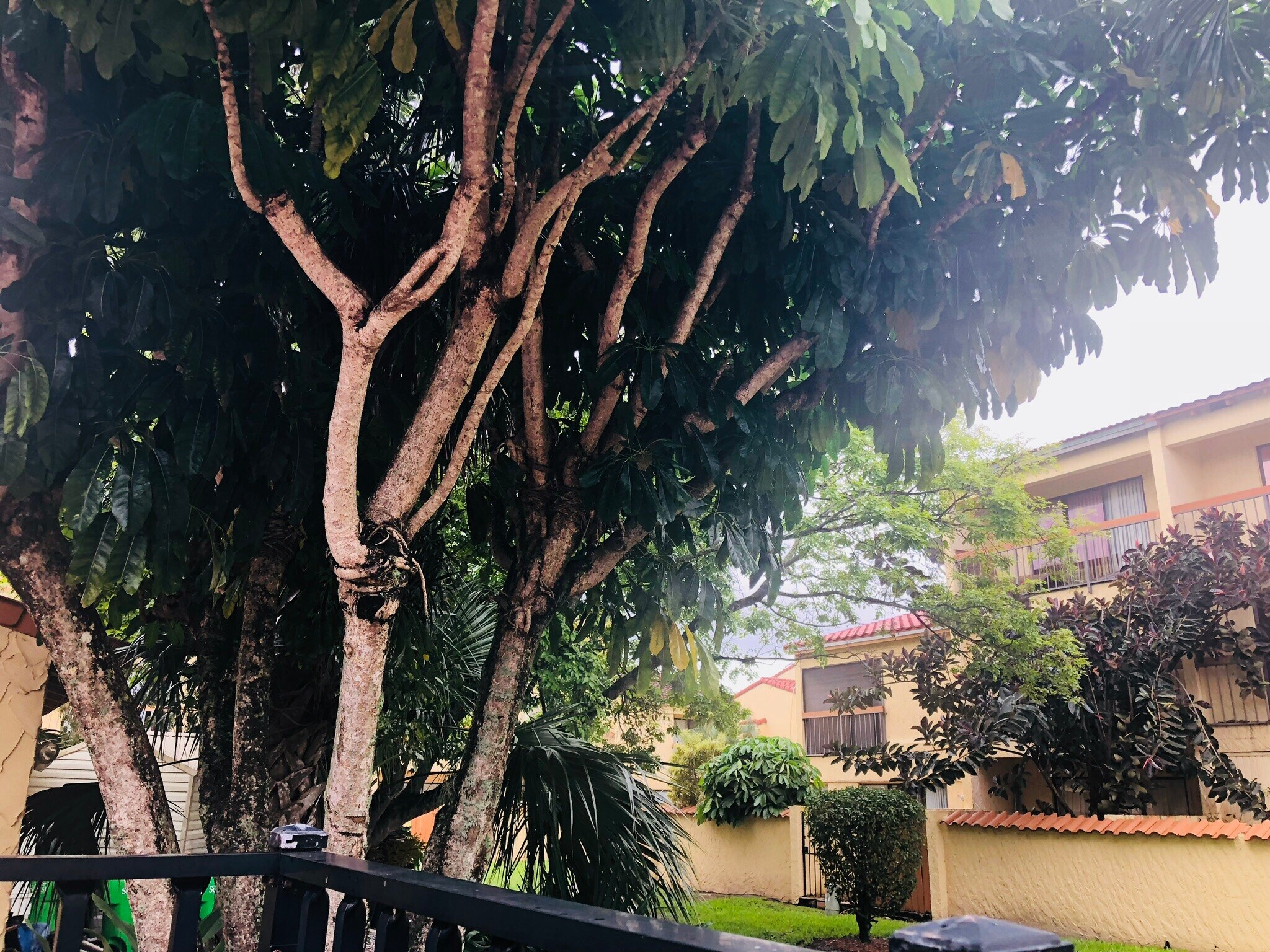 BACK AREA - 7795 Grande St