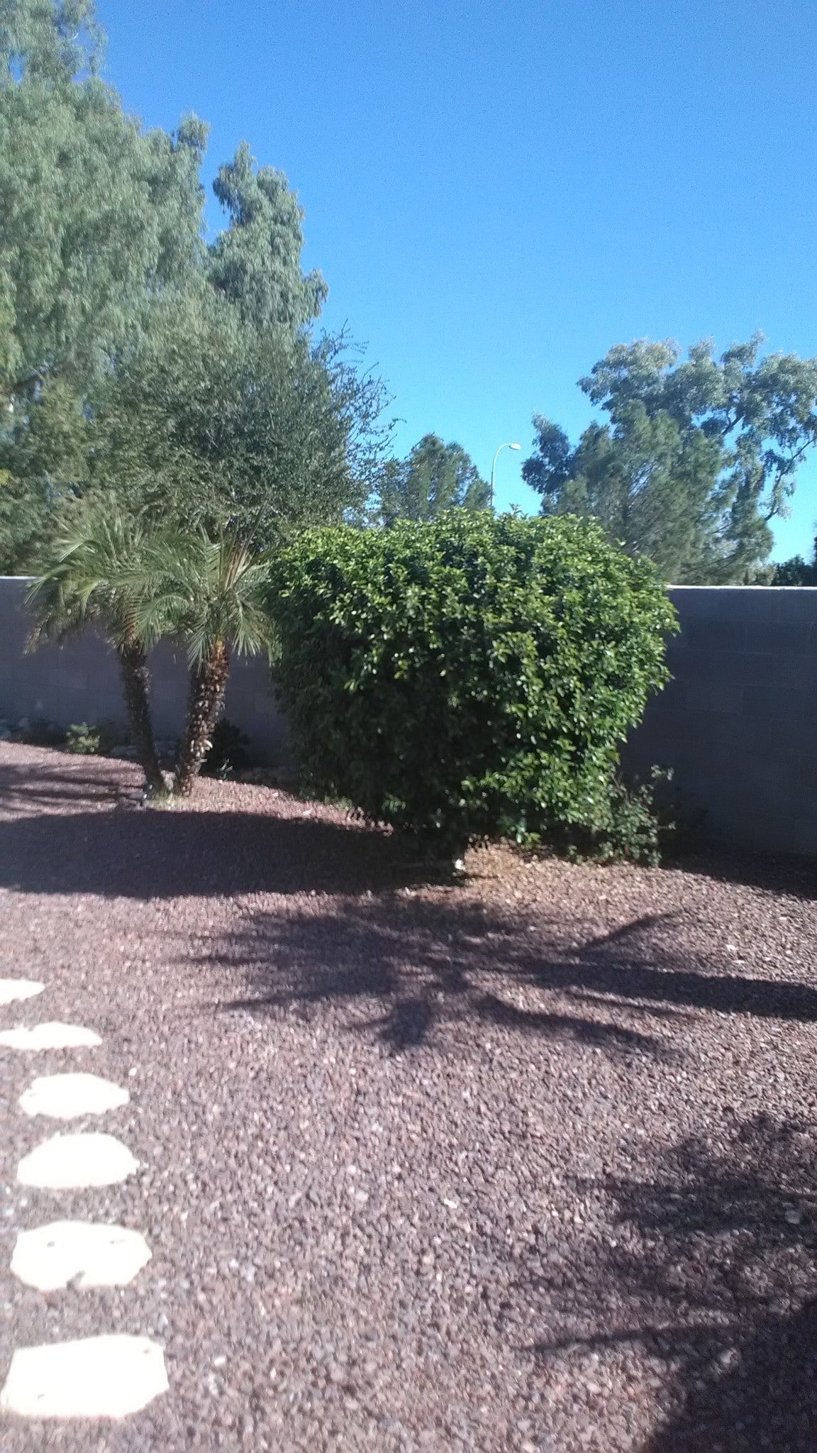 Rear yard - 1671 N Garrett Dr